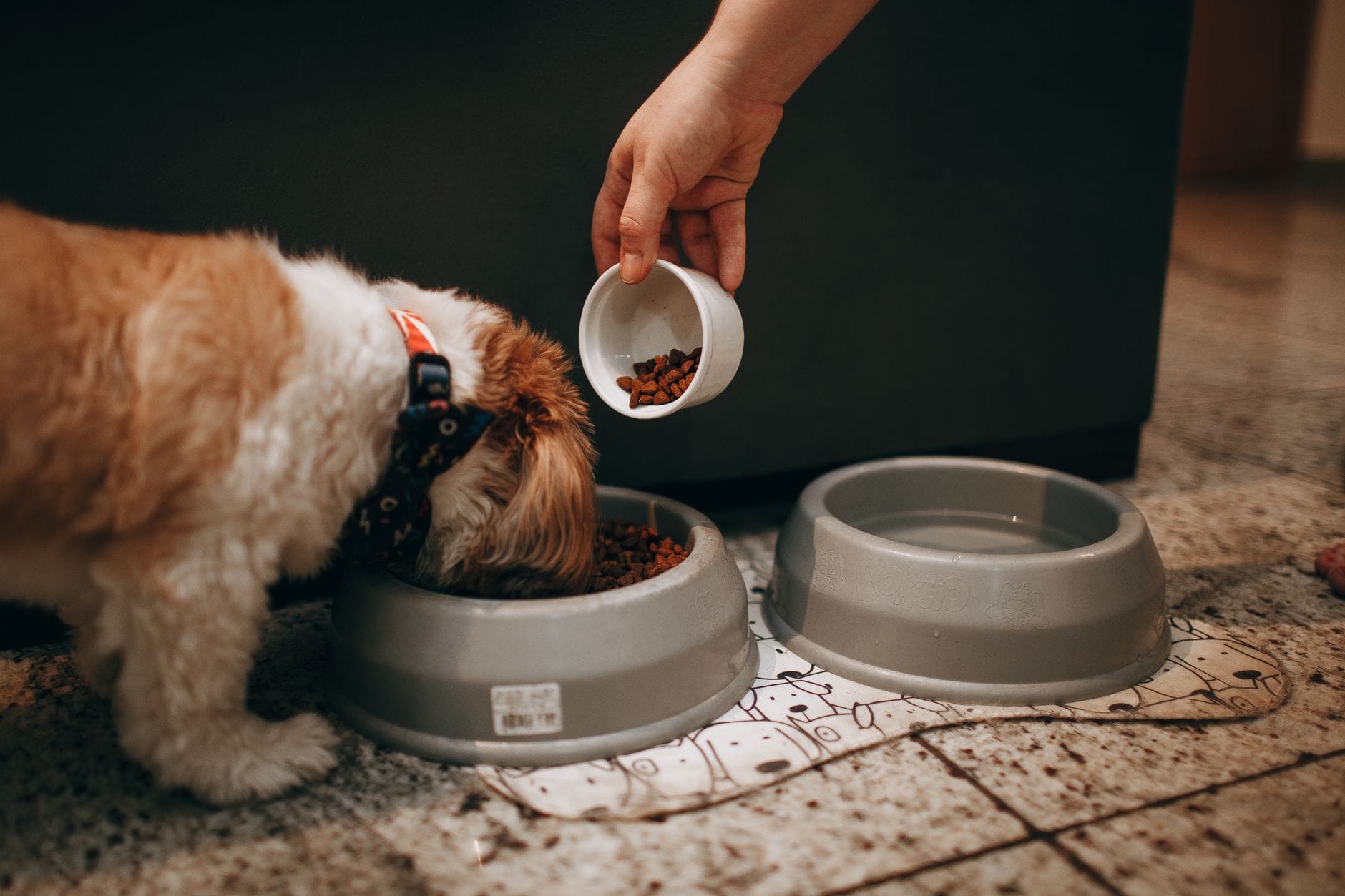 Dłoń karmiąca szczeniaka shih tzu w domu podczas testowania karmy