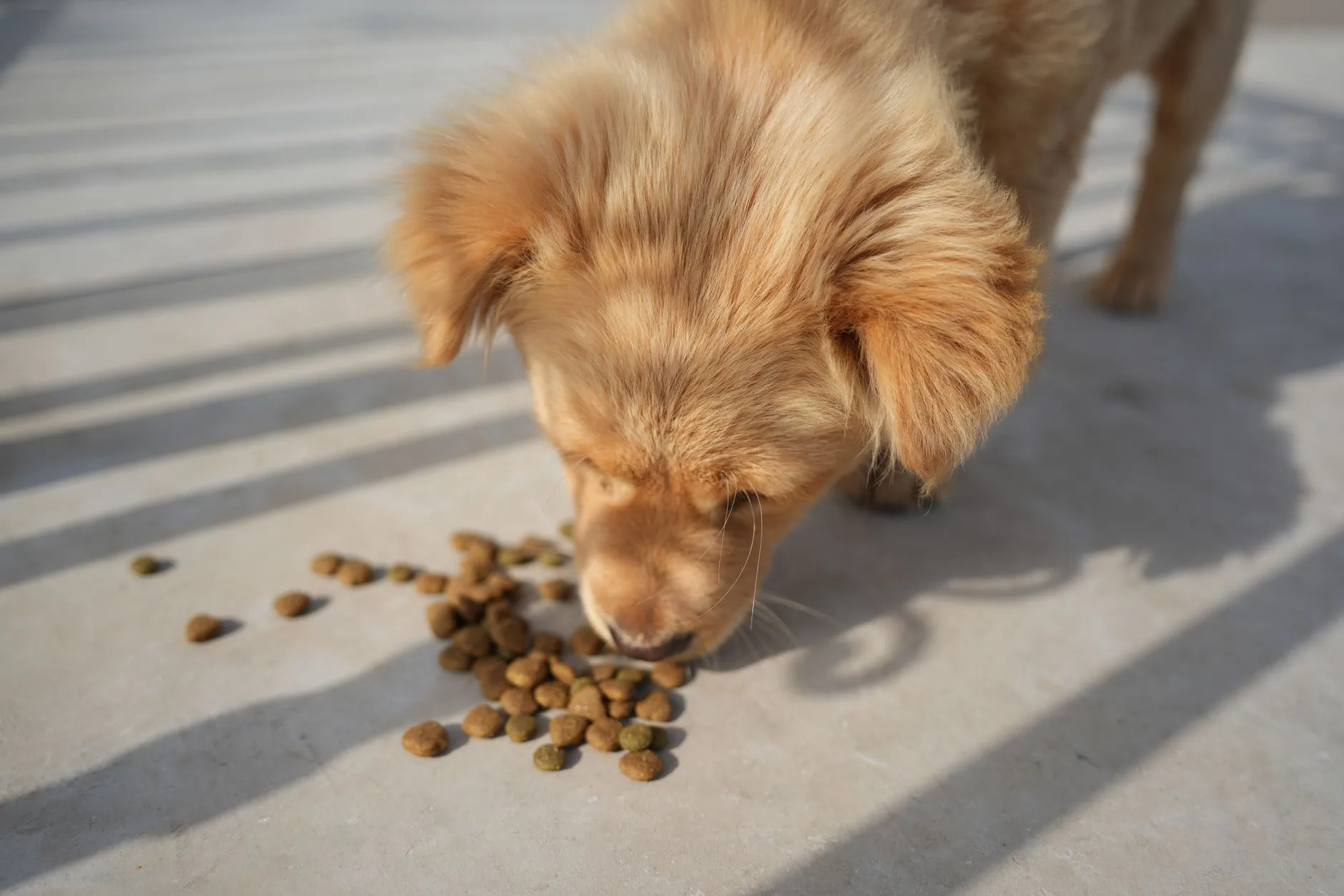 Ranking polskich karm dla psów: skład, smakowitość i opinie opiekunów Szczeniak golden retriever je suchą karmę na trawie w słoneczny dzień